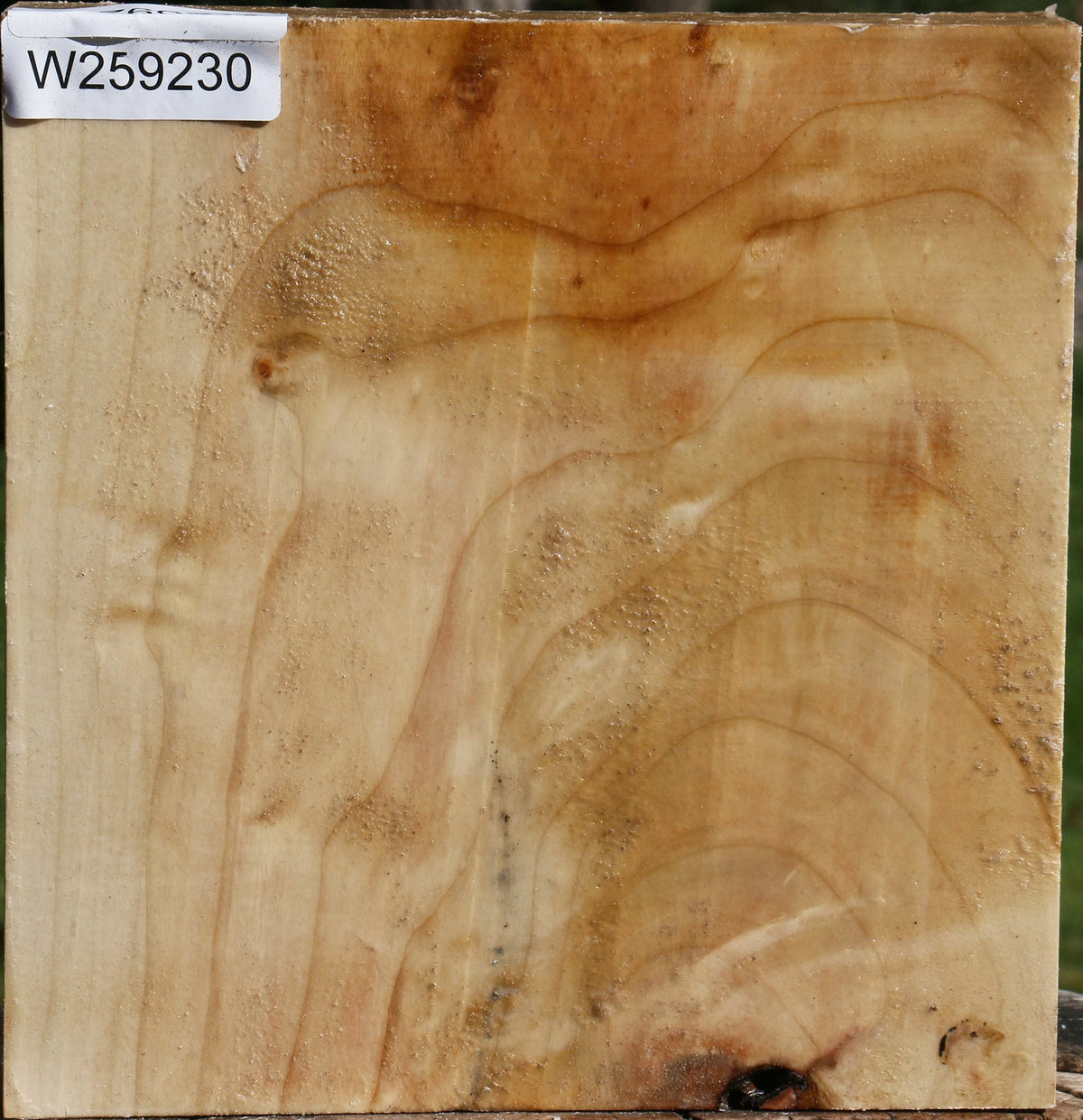 Figured Silver Maple Bowl Blank