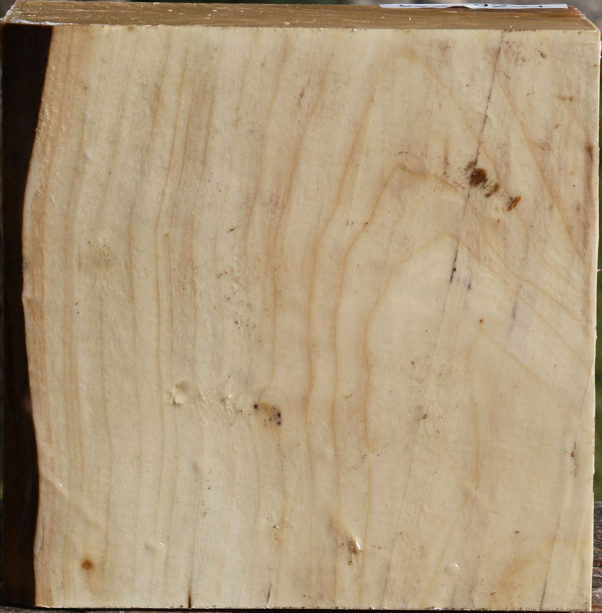 Silver Maple Bowl Blank