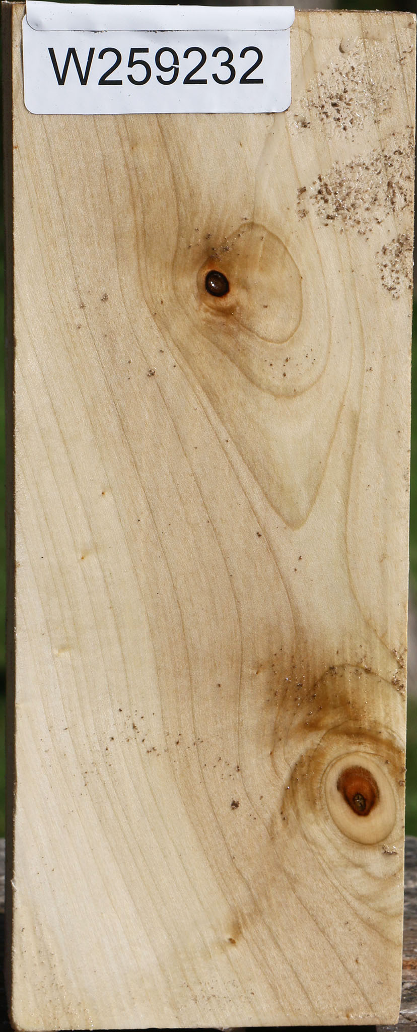 Silver Maple Vessel Blank
