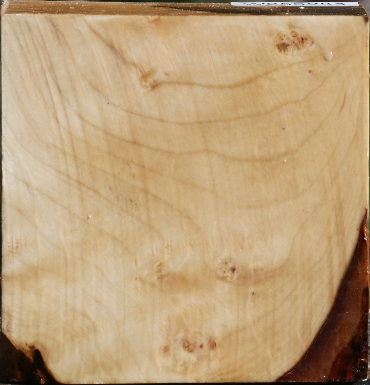 Figured Silver Maple Bowl Blank