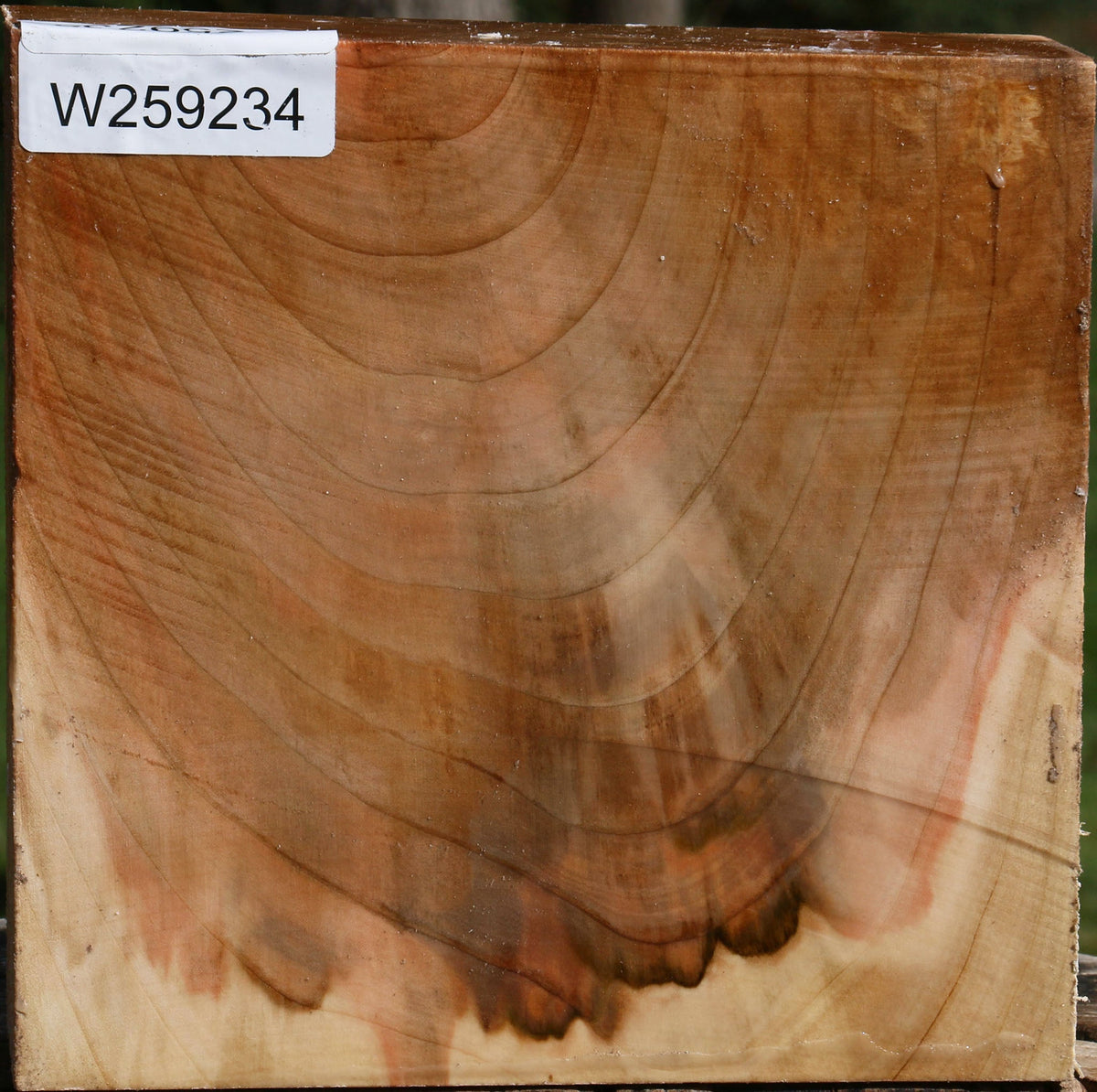 Figured Silver Maple Bowl Blank