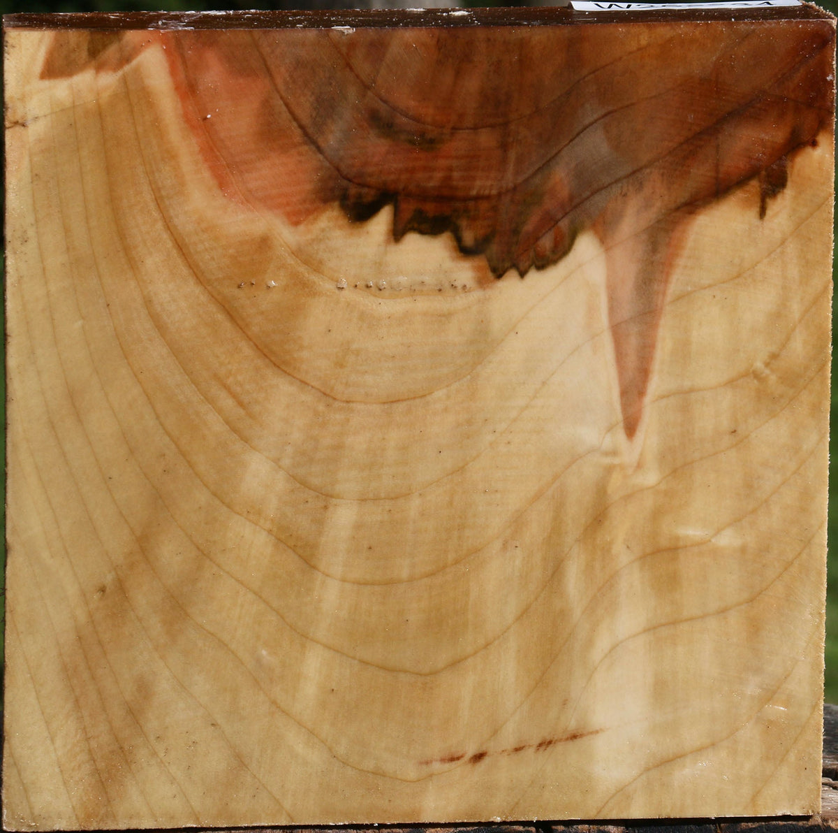 Figured Silver Maple Bowl Blank