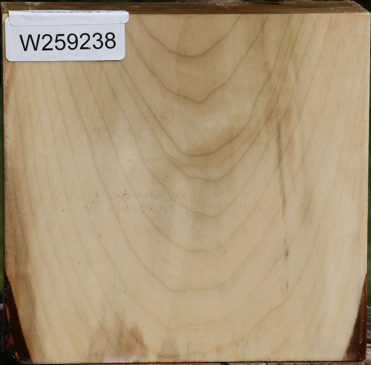 Silver Maple Bowl Blank
