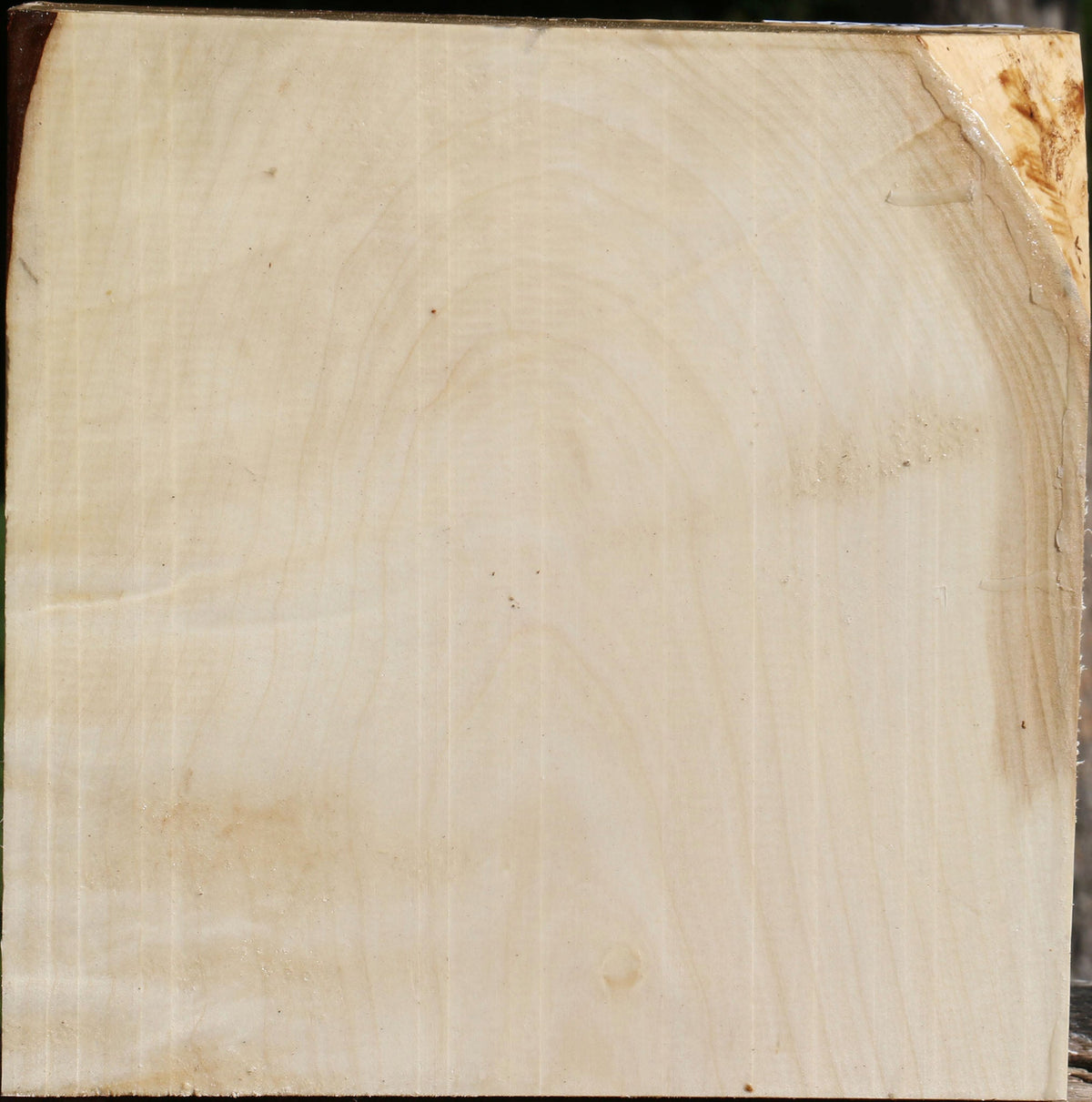 Silver Maple Bowl Blank