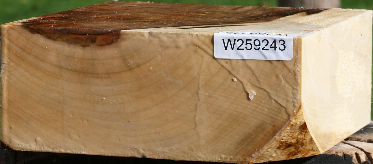 Silver Maple Bowl Blank
