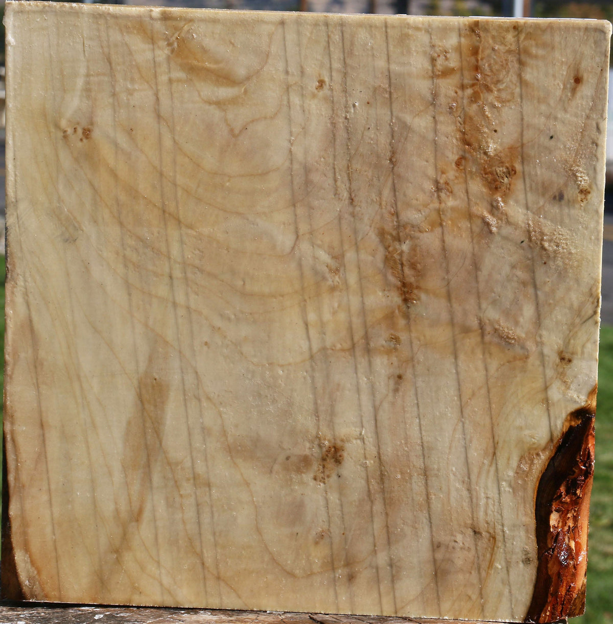 Extra Fancy Silver Maple Bowl Blank