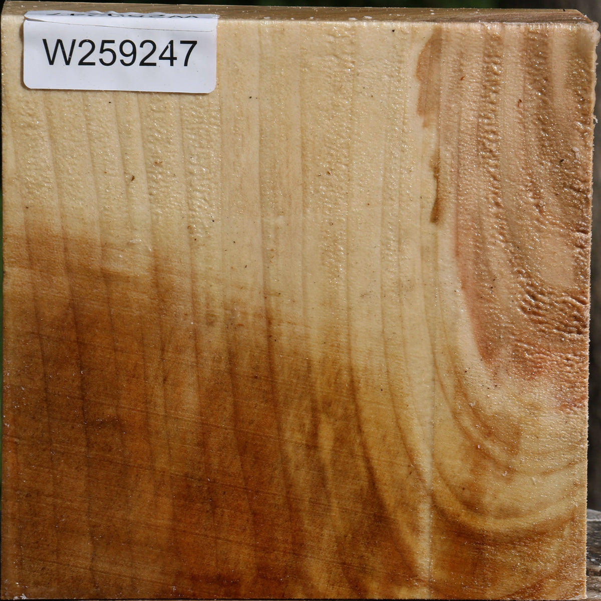 Figured Silver Maple Bowl Blank