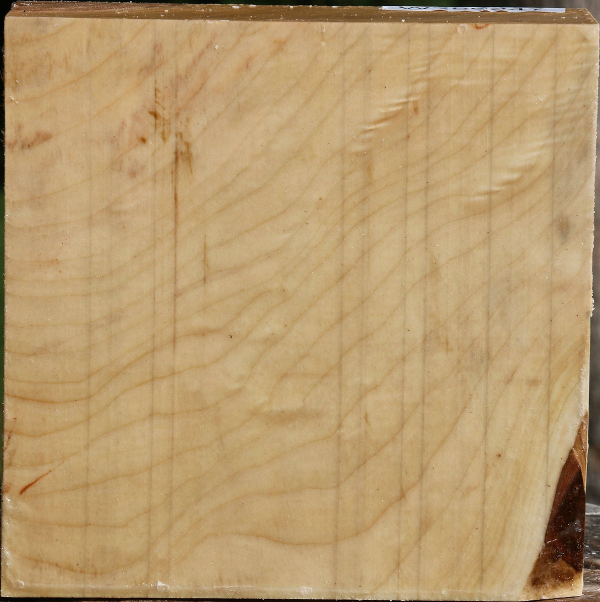 Figured Silver Maple Bowl Blank