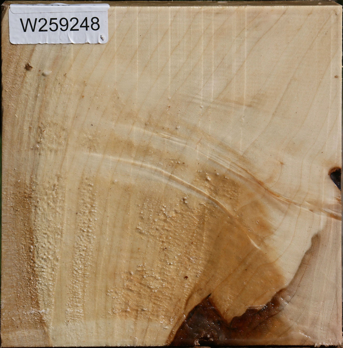 Figured Silver Maple Bowl Blank