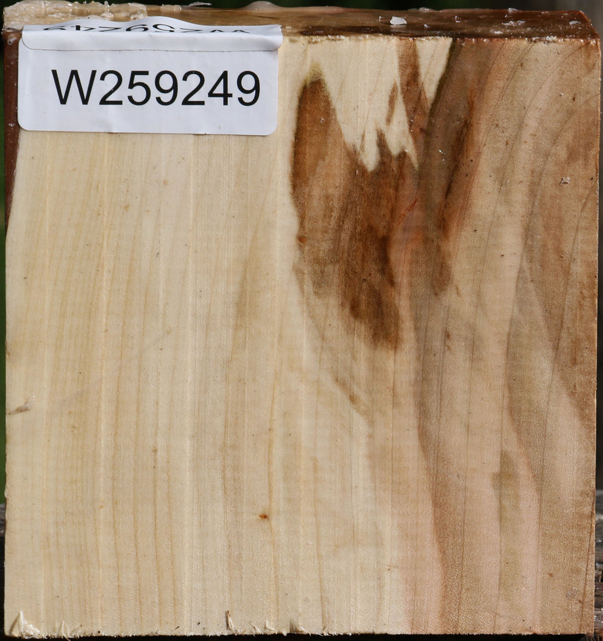 Silver Maple Bowl Blank