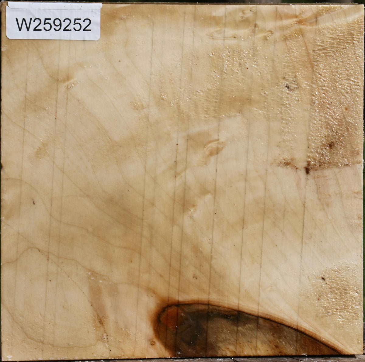 Figured Silver Maple Bowl Blank