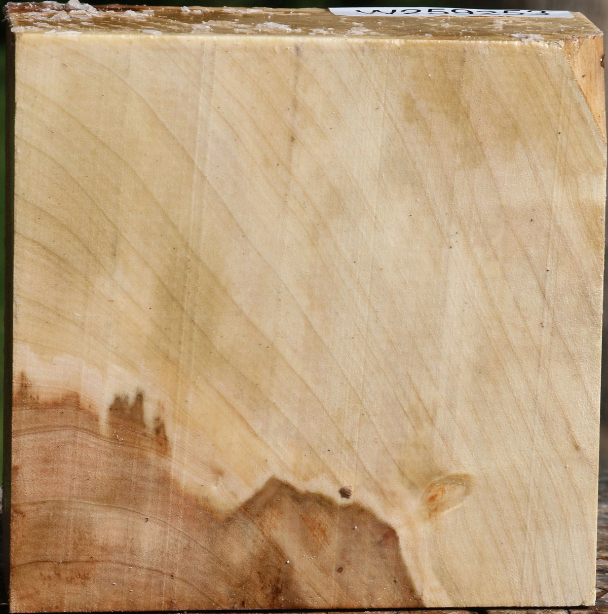 Figured Silver Maple Bowl Blank