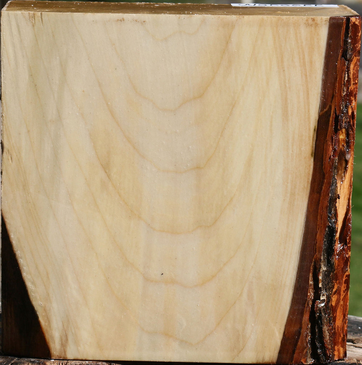 Silver Maple Bowl Blank