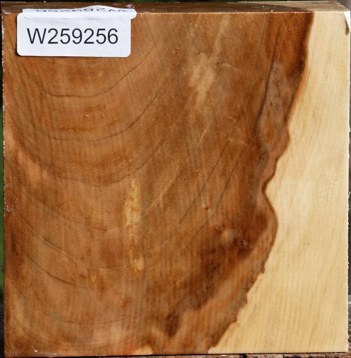 Figured Silver Maple Bowl Blank