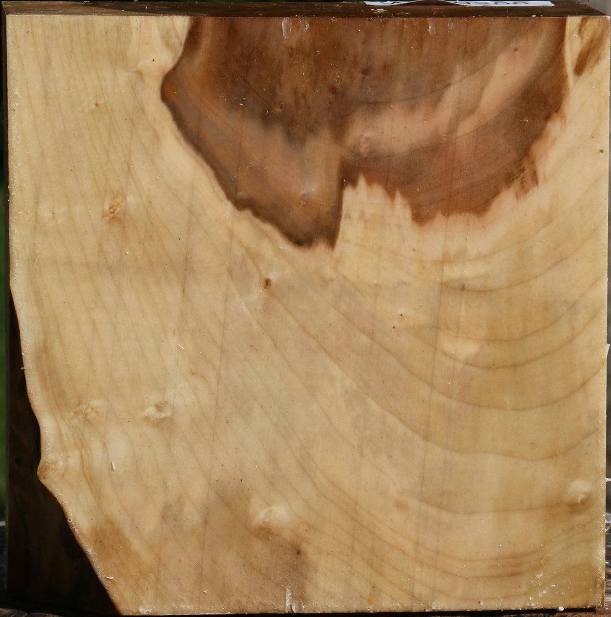 Figured Silver Maple Bowl Blank