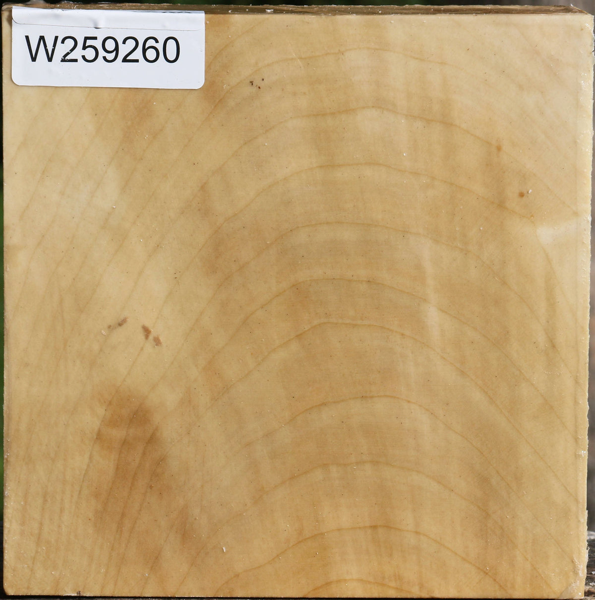 Silver Maple Bowl Blank