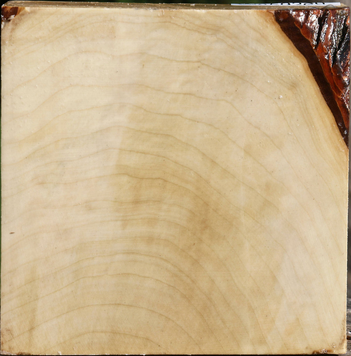 Silver Maple Bowl Blank