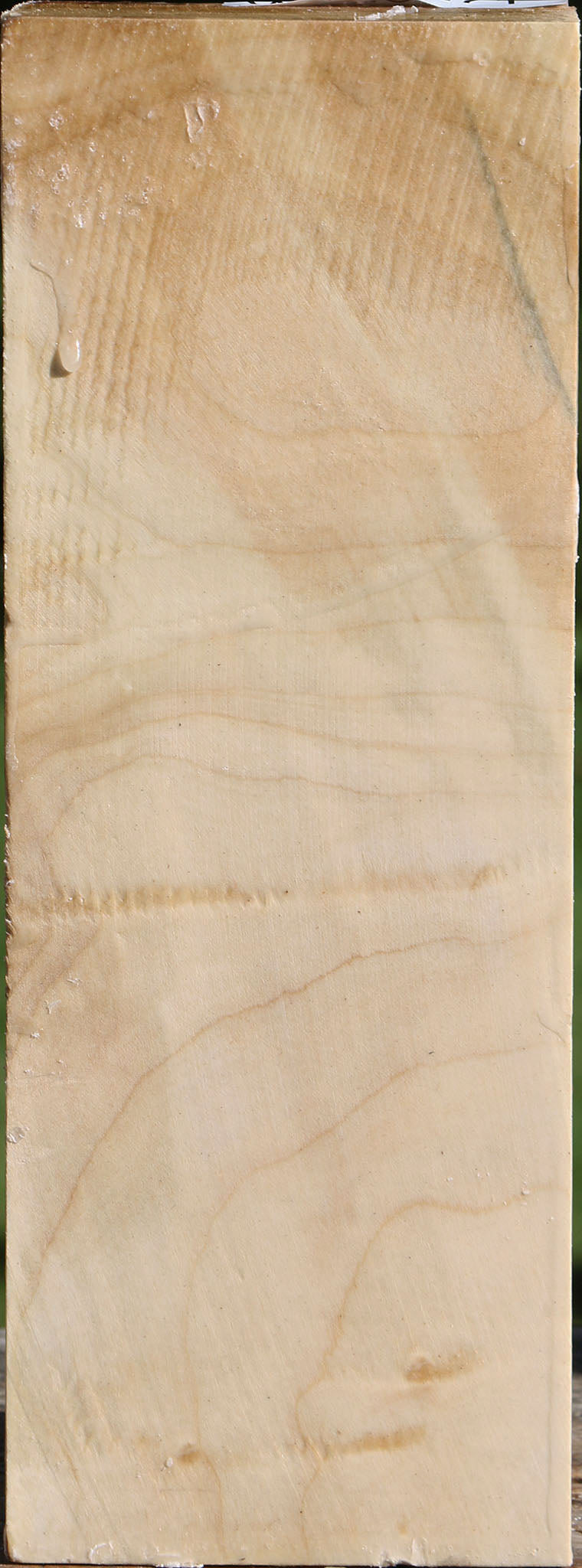 Silver Maple Vessel Blank