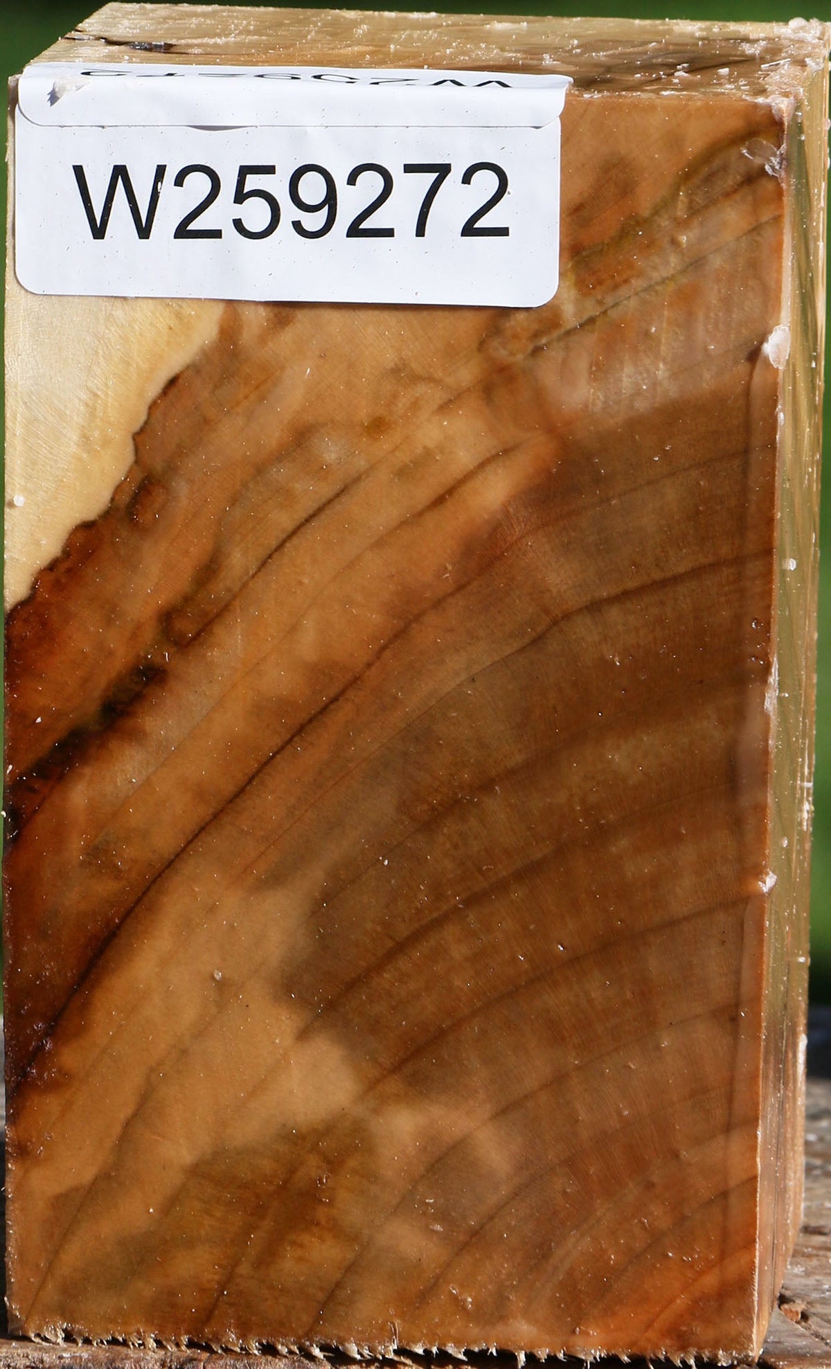 Extra Fancy Silver Maple Turning Square