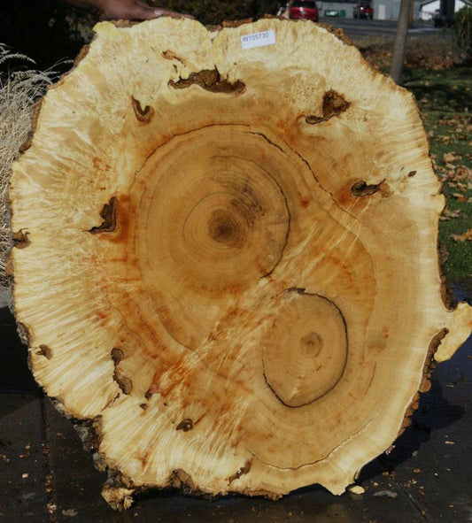Box Elder Cookie