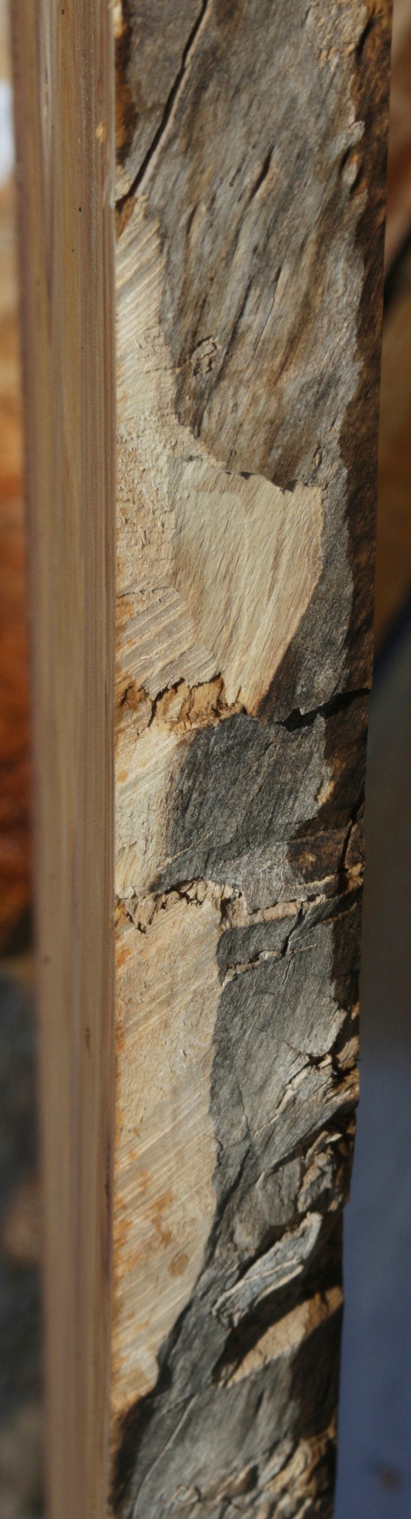 Figured Crotchwood Cottonwood Slab