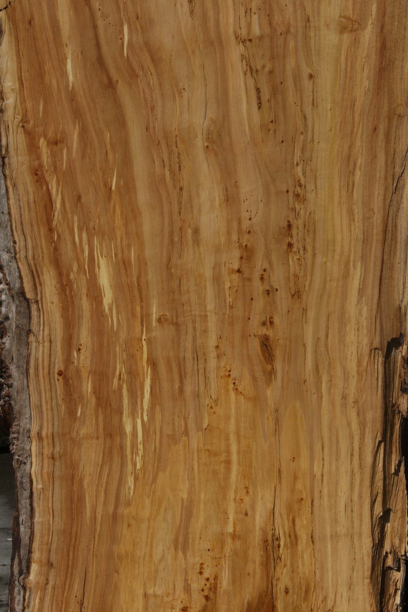 Crotchwood Figured Cottonwood Slab