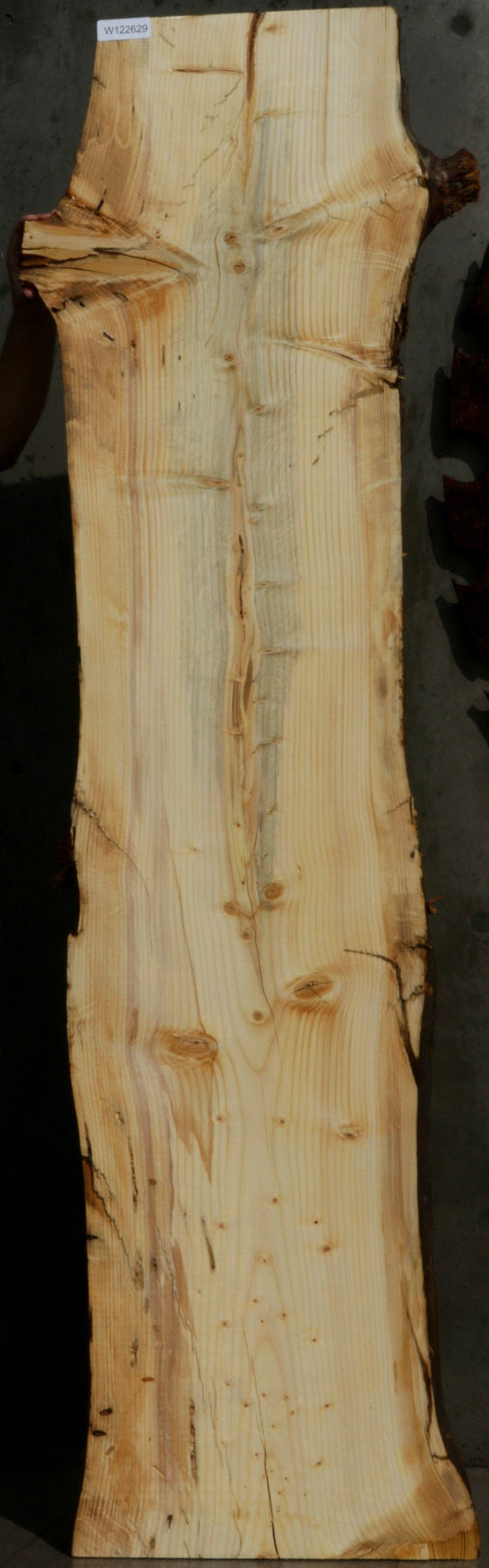Blue Ponderosa Pine Slab