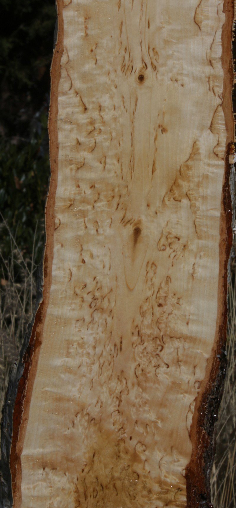 Masur Birch Live Edge Lumber