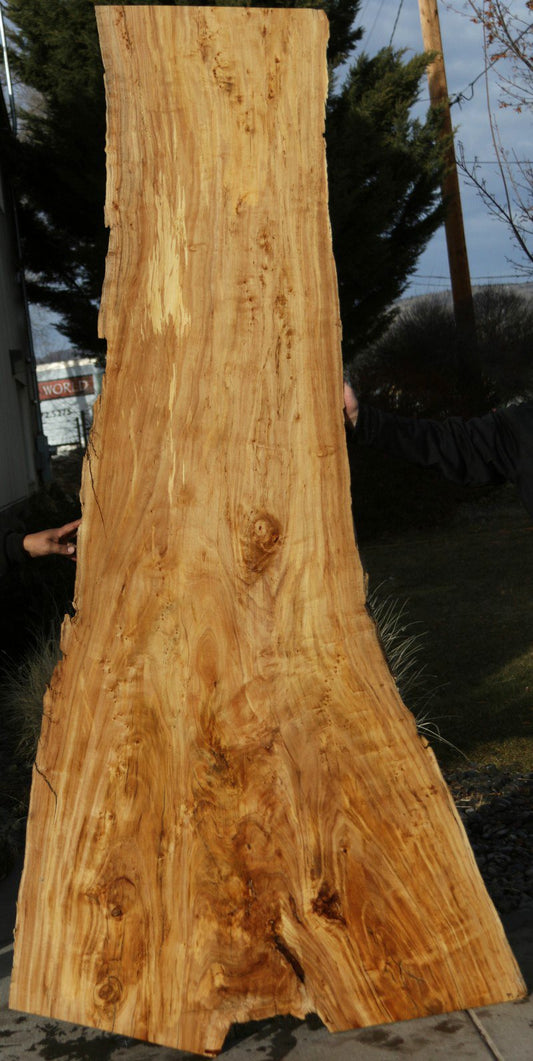 Crotchwood Black Cottonwood Slab