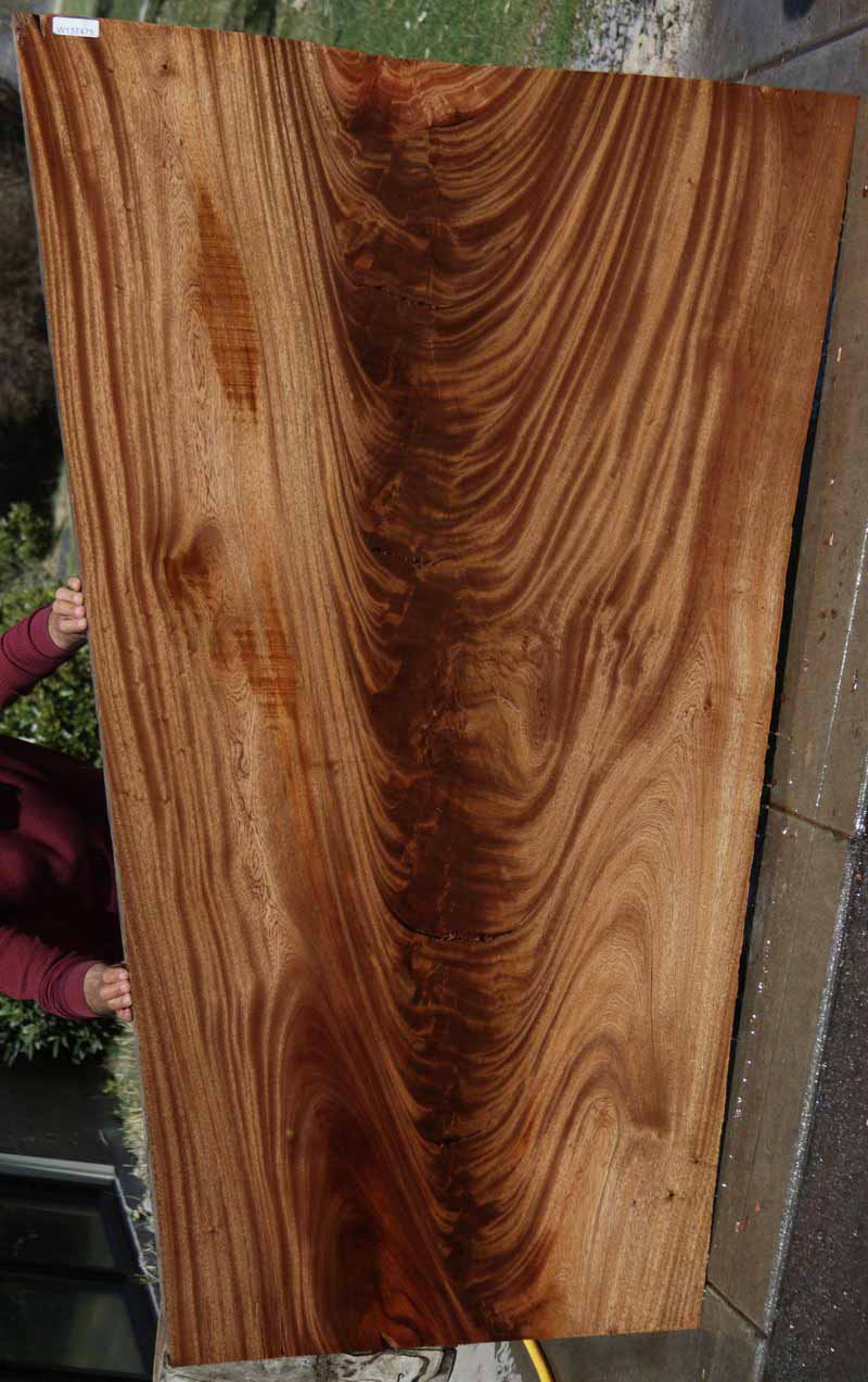 Feather Crotchwood Sipo Slab