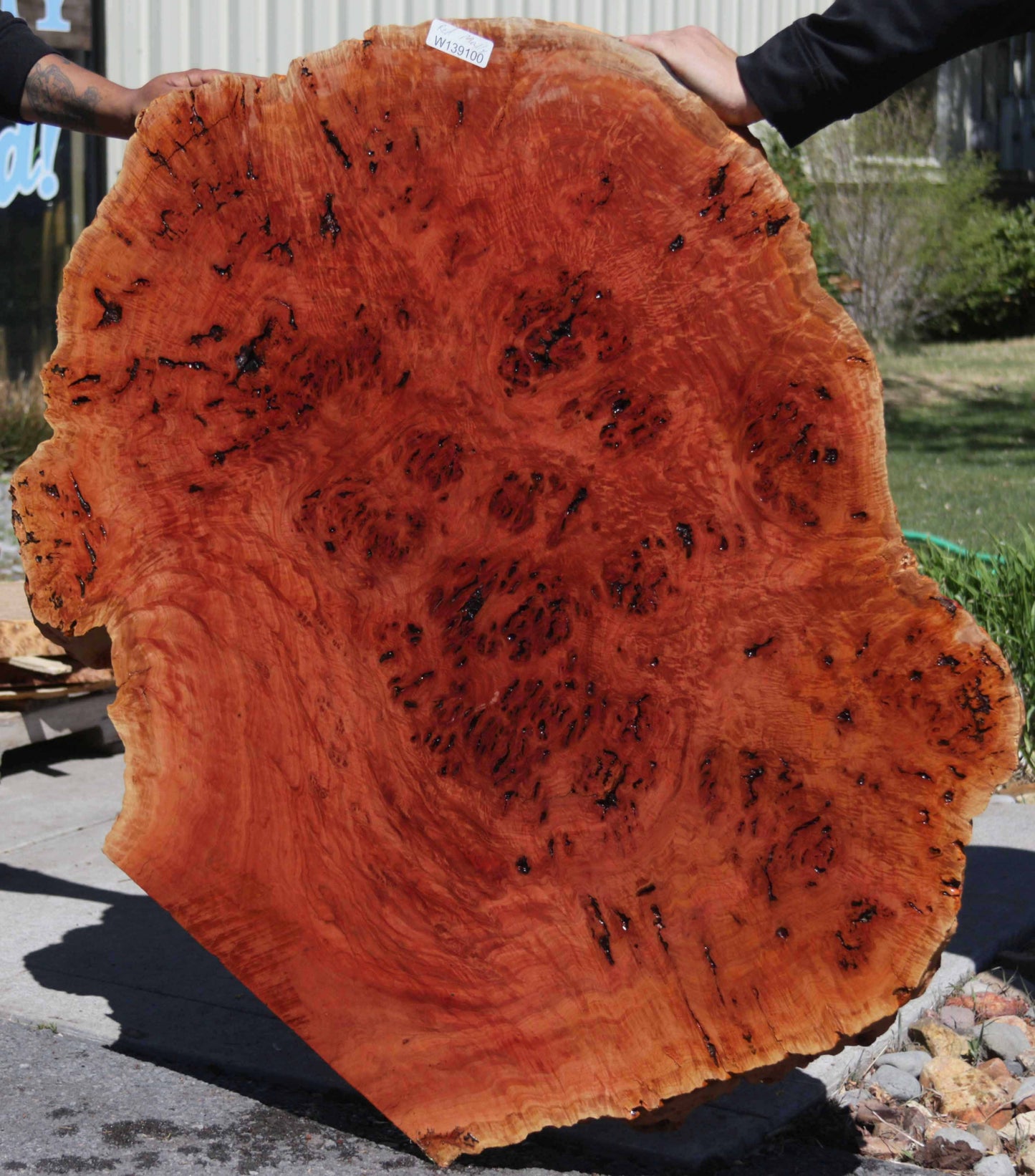 Australian Red River Gum Burl Cookie Slab