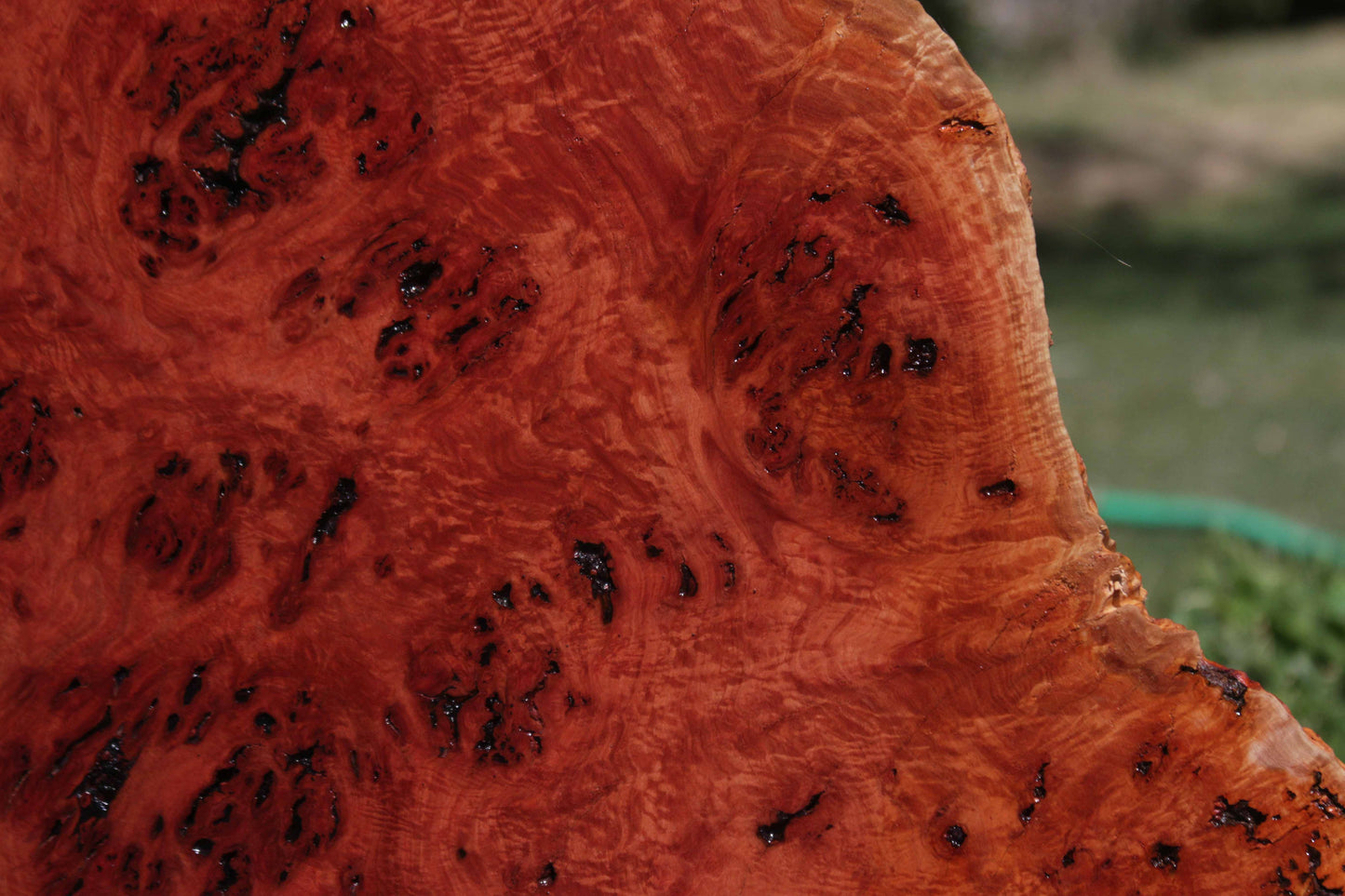 Australian Red River Gum Burl Cookie Slab