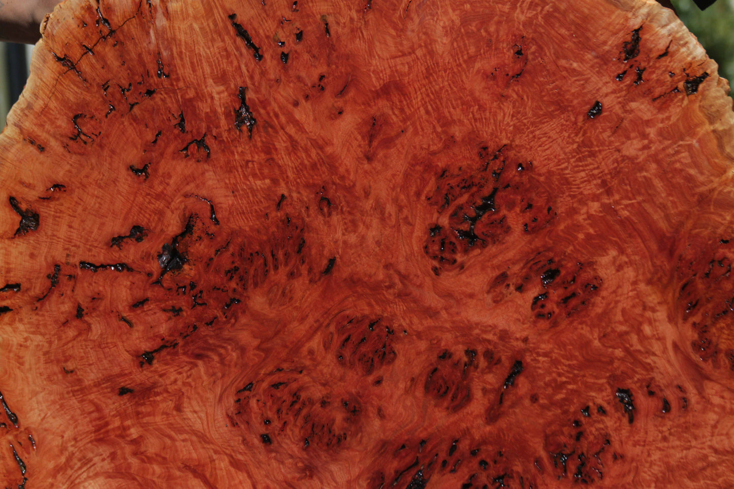 Australian Red River Gum Burl Cookie Slab