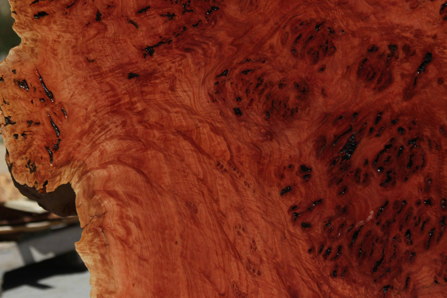 Australian Red River Gum Burl Cookie Slab