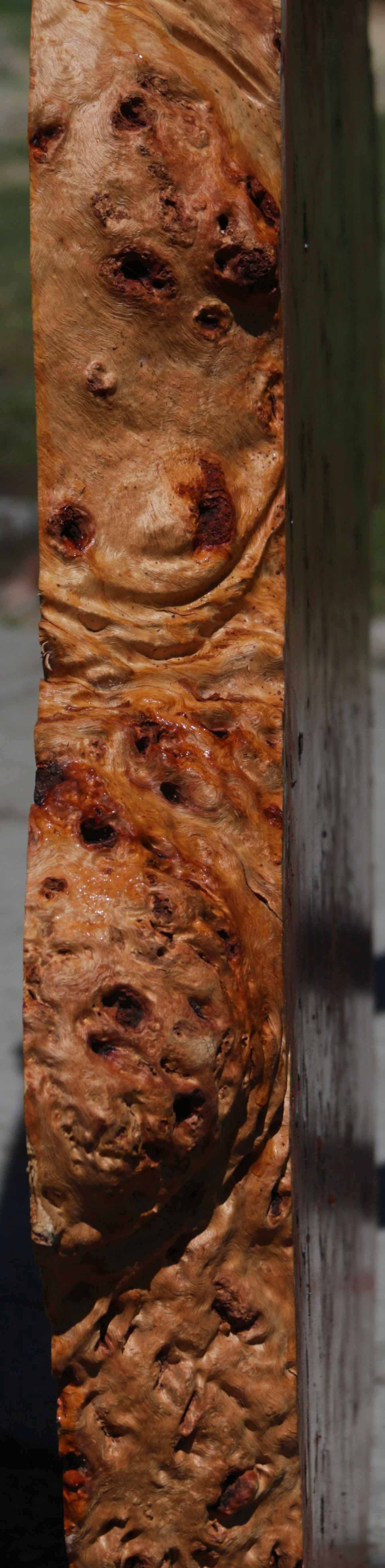 Australian Red River Gum Burl Cookie Slab