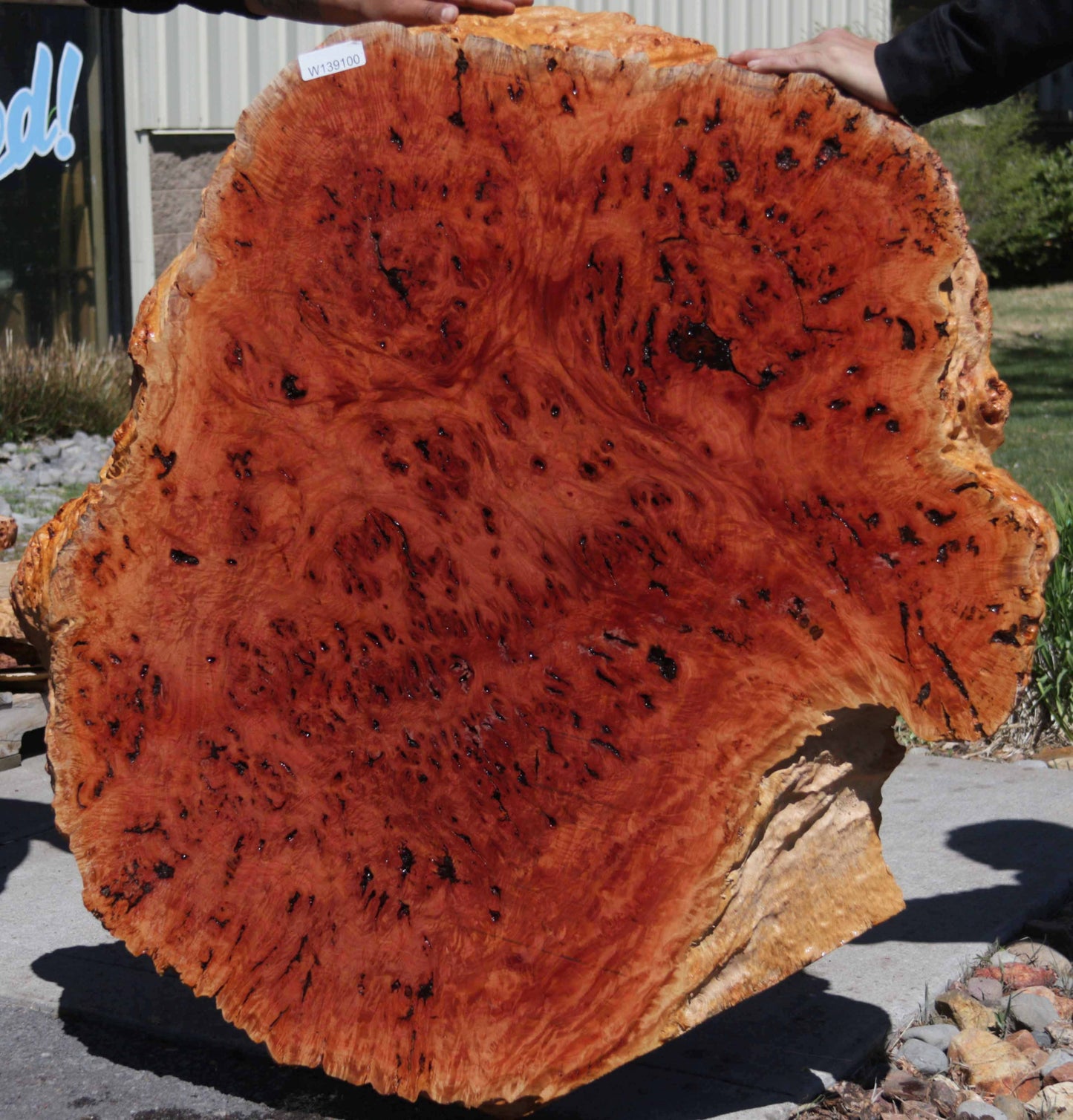 Australian Red River Gum Burl Cookie Slab