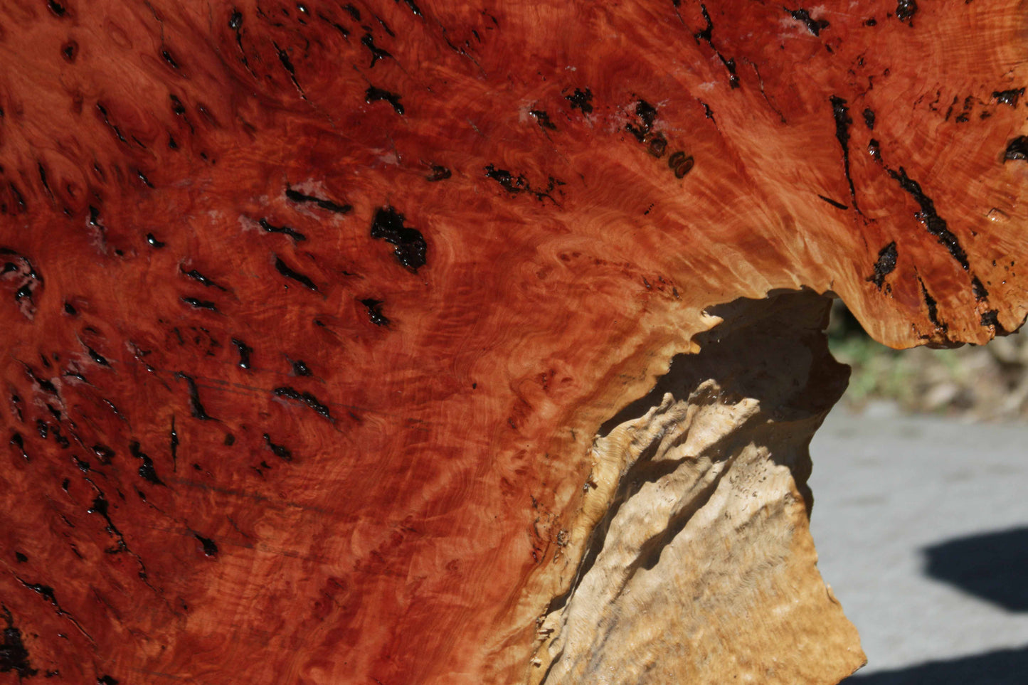 Australian Red River Gum Burl Cookie Slab