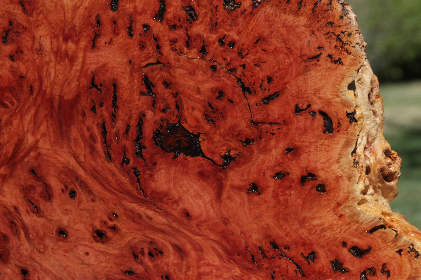 Australian Red River Gum Burl Cookie Slab