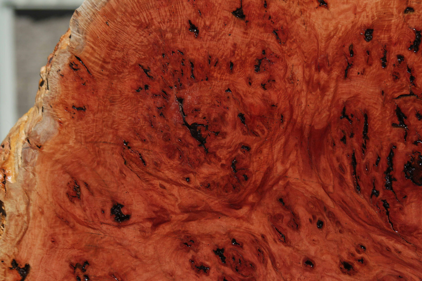 Australian Red River Gum Burl Cookie Slab