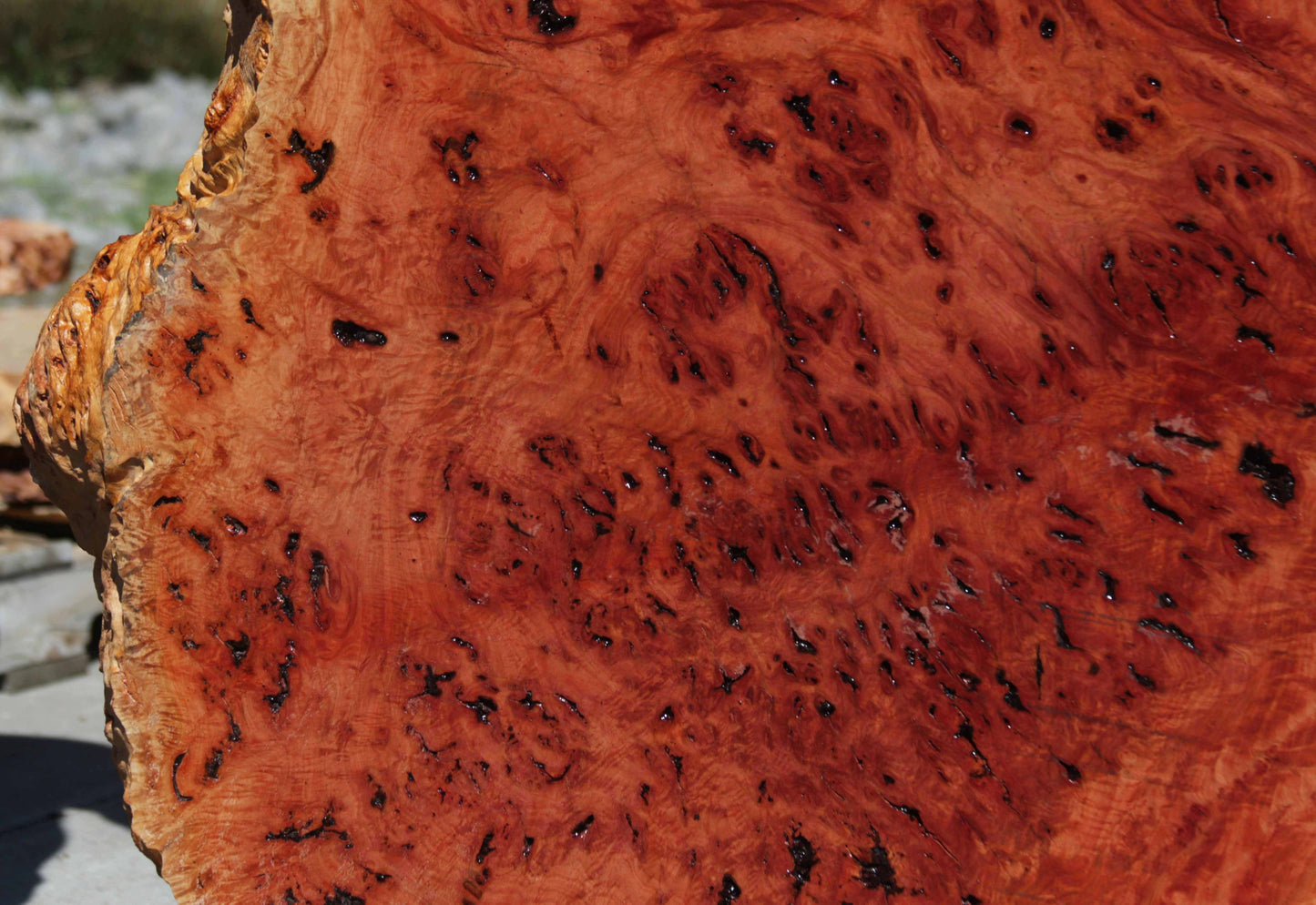 Australian Red River Gum Burl Cookie Slab