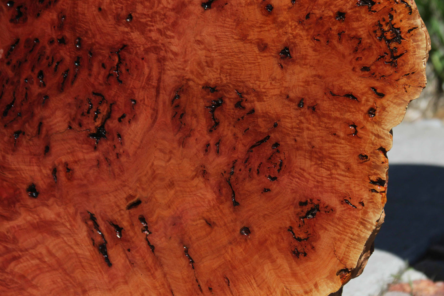 Australian Red River Gum Burl Cookie Slab