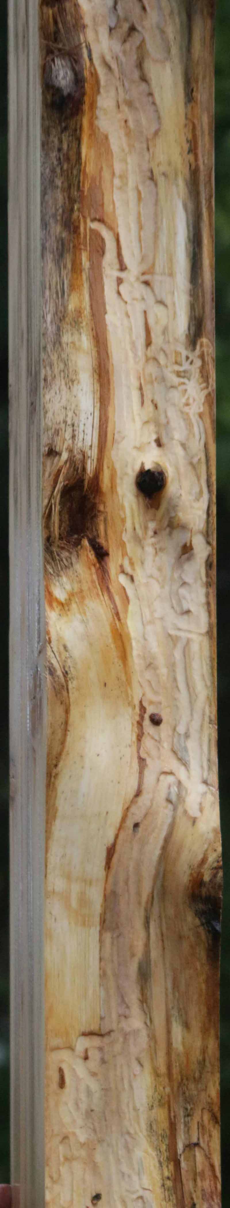 Rustic Wormy Incense Cedar Mantel