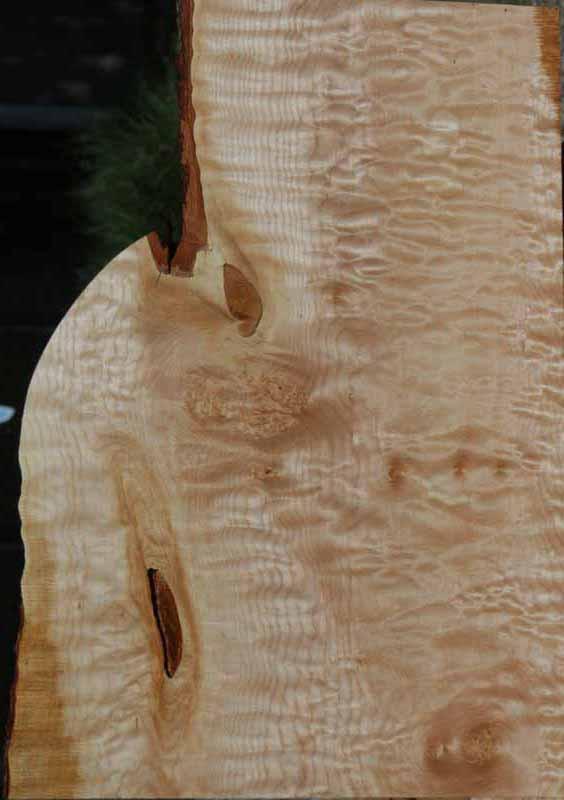 Curly Quilted Maple Mini Slab