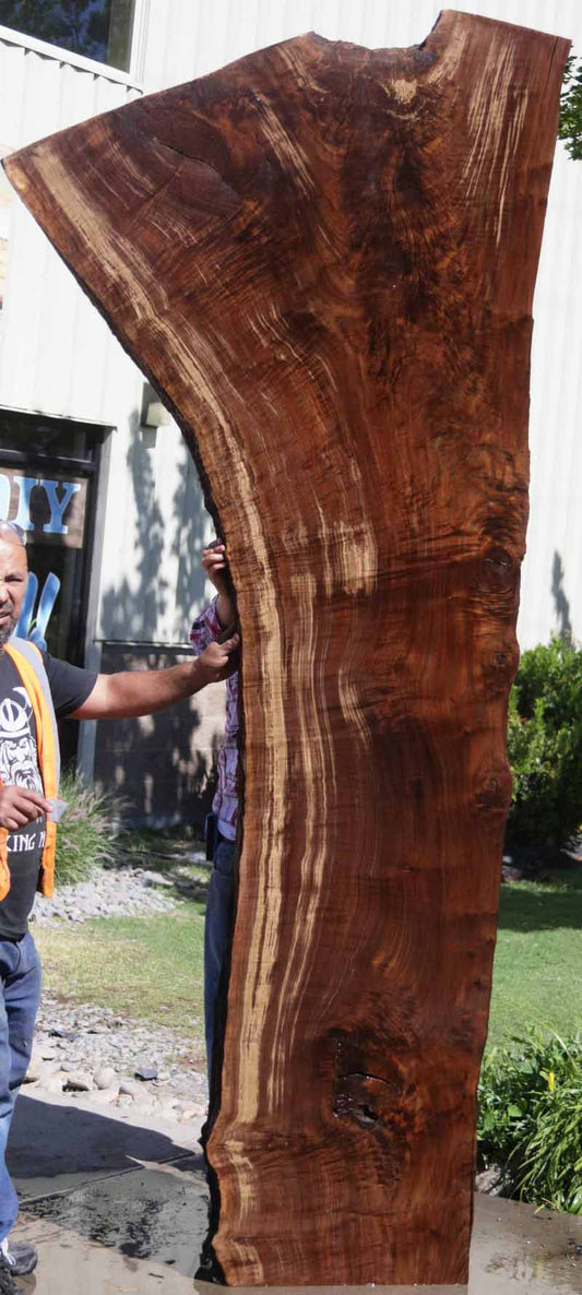 Extra Fancy Fiddleback Crotchwood Claro Walnut Slab