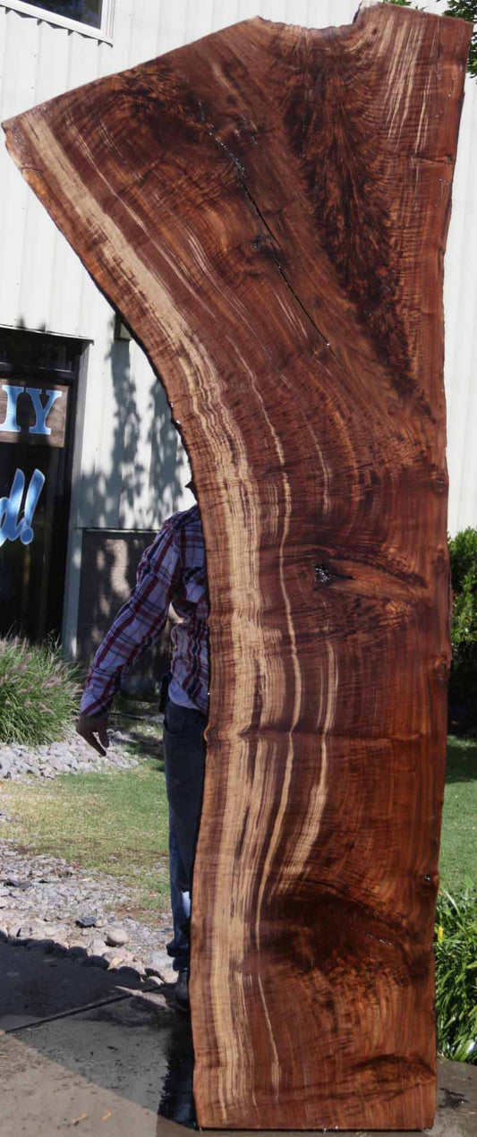 Extra Fancy Fiddleback Crotchwood Claro Walnut Slab