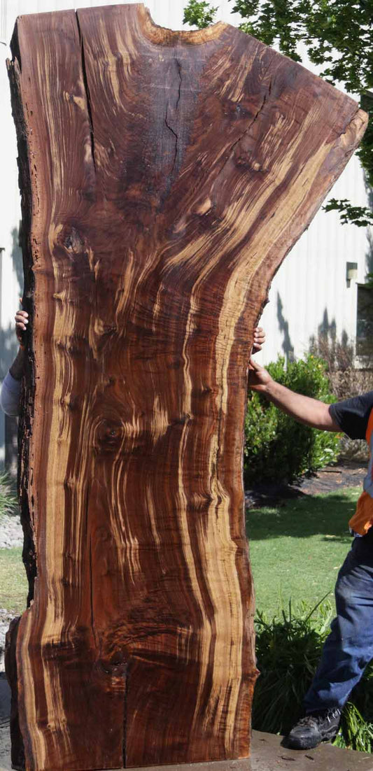 Extra Fancy Fiddleback Crotchwood Claro Walnut Slab