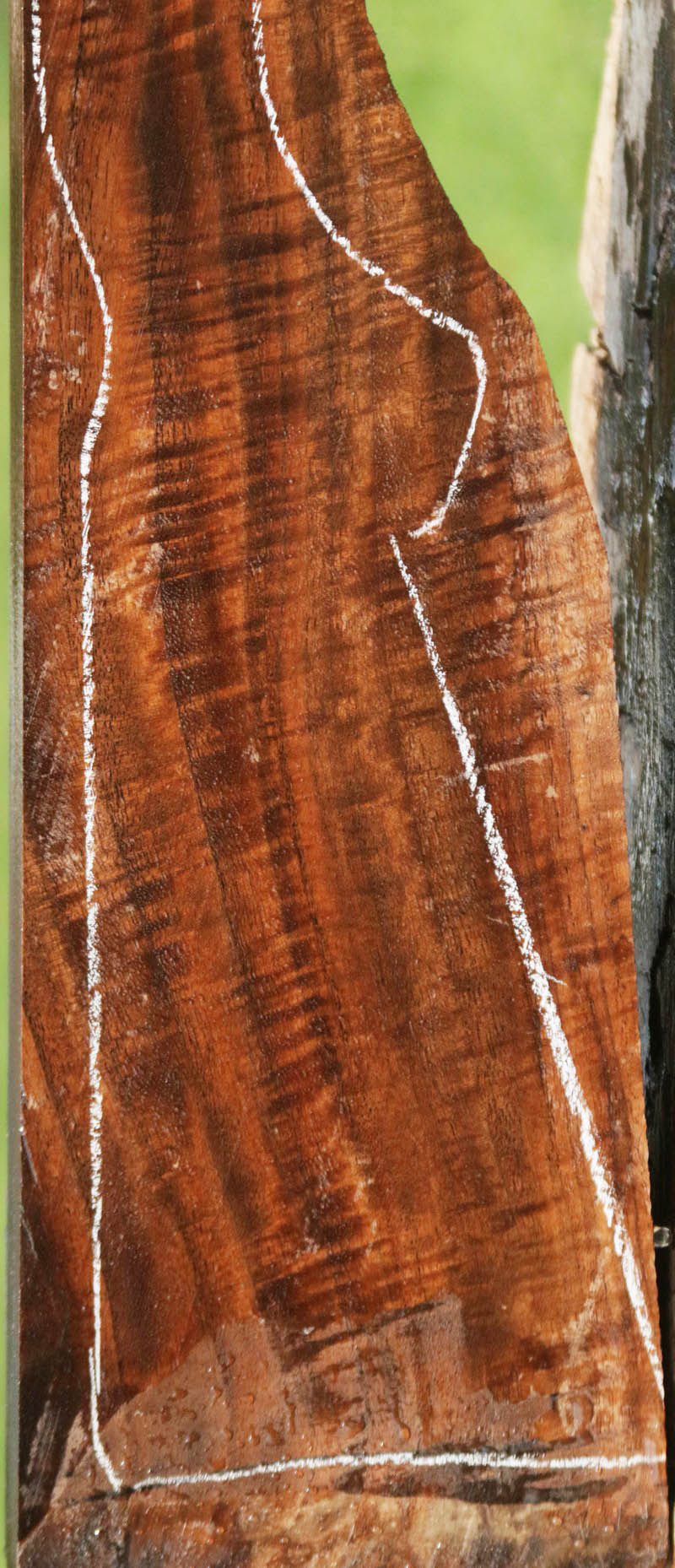 AAA+ Claro Walnut Gun Blank