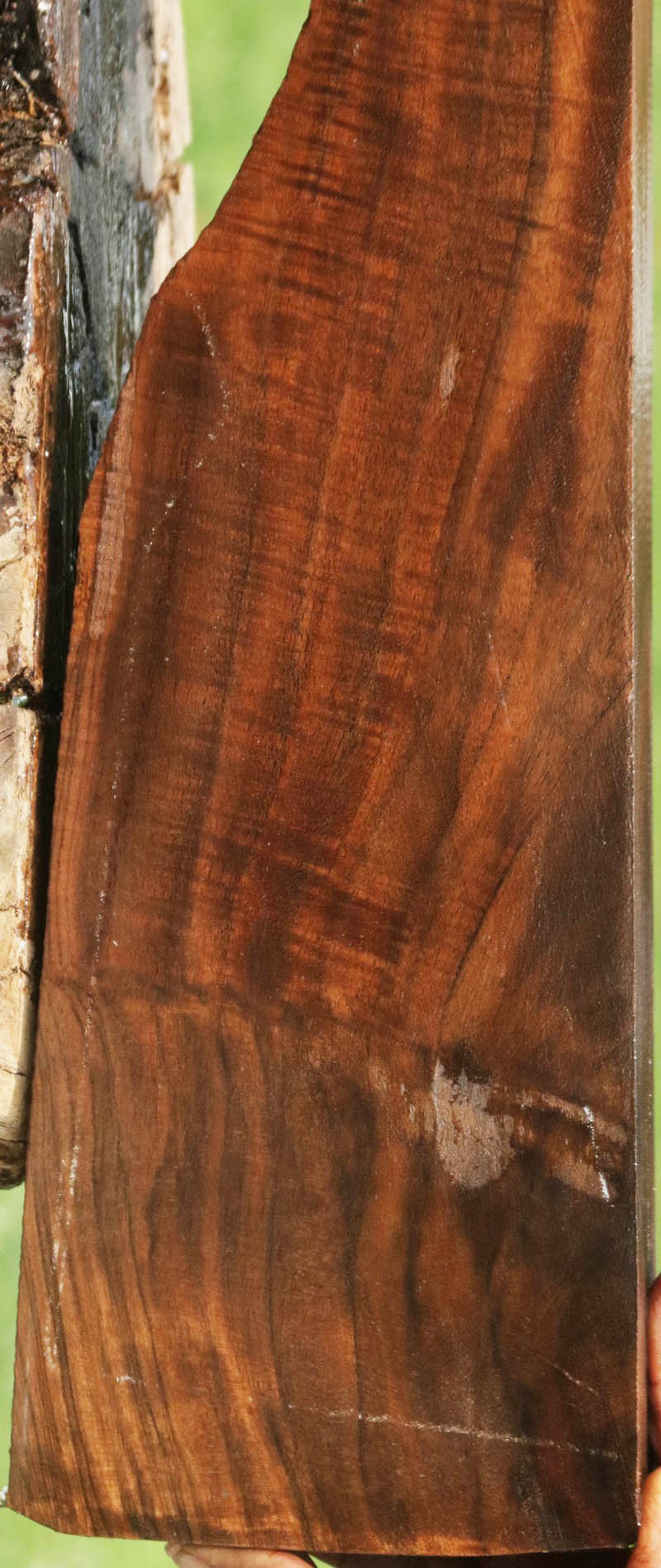 AAA+ Claro Walnut Gun Blank