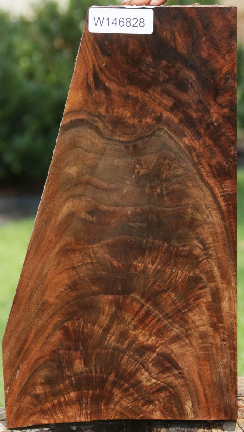 Exhibition Crotchwood Claro Walnut Gun Stock