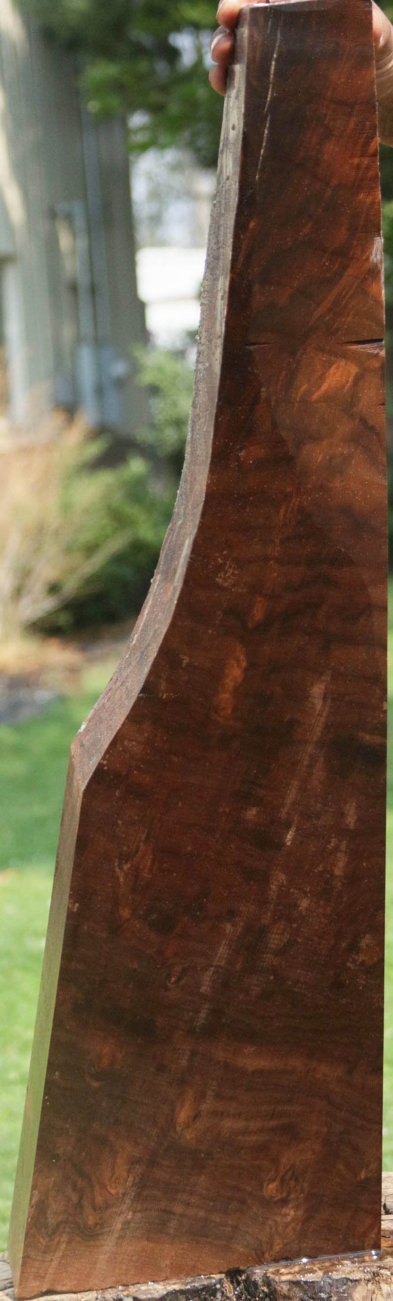 Exhibition Crotchwood Claro Walnut Gun Blank